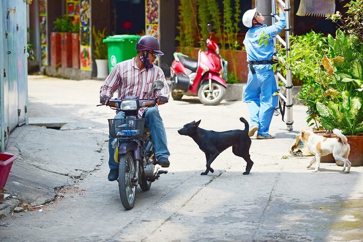 887 người chết vì bệnh dại: Không được để chó thả rông, cắn người nữa- Ảnh 1. Chó thả rông đuổi theo người đi đường tại quận Bình Thạnh, TP.HCM - Ảnh: QUANG ĐỊNH
