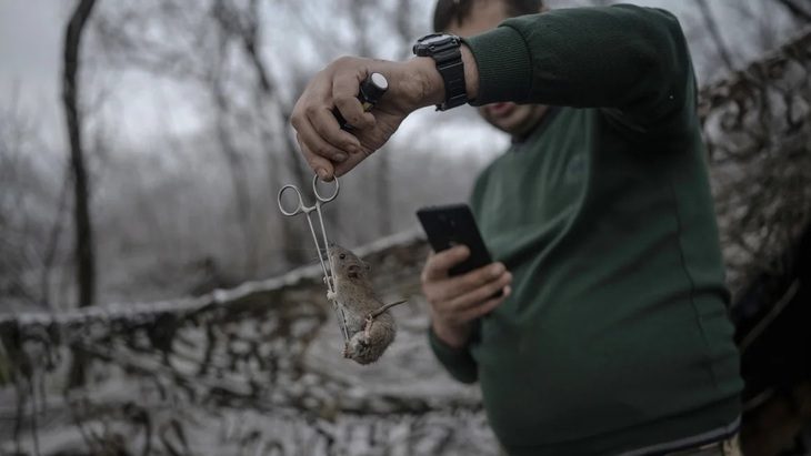 Chuột đang tràn ngập các chiến hào ở Ukraine - Ảnh: GETTY IMAGES Chuột đang tràn ngập các chiến hào ở Ukraine - Ảnh: GETTY IMAGES